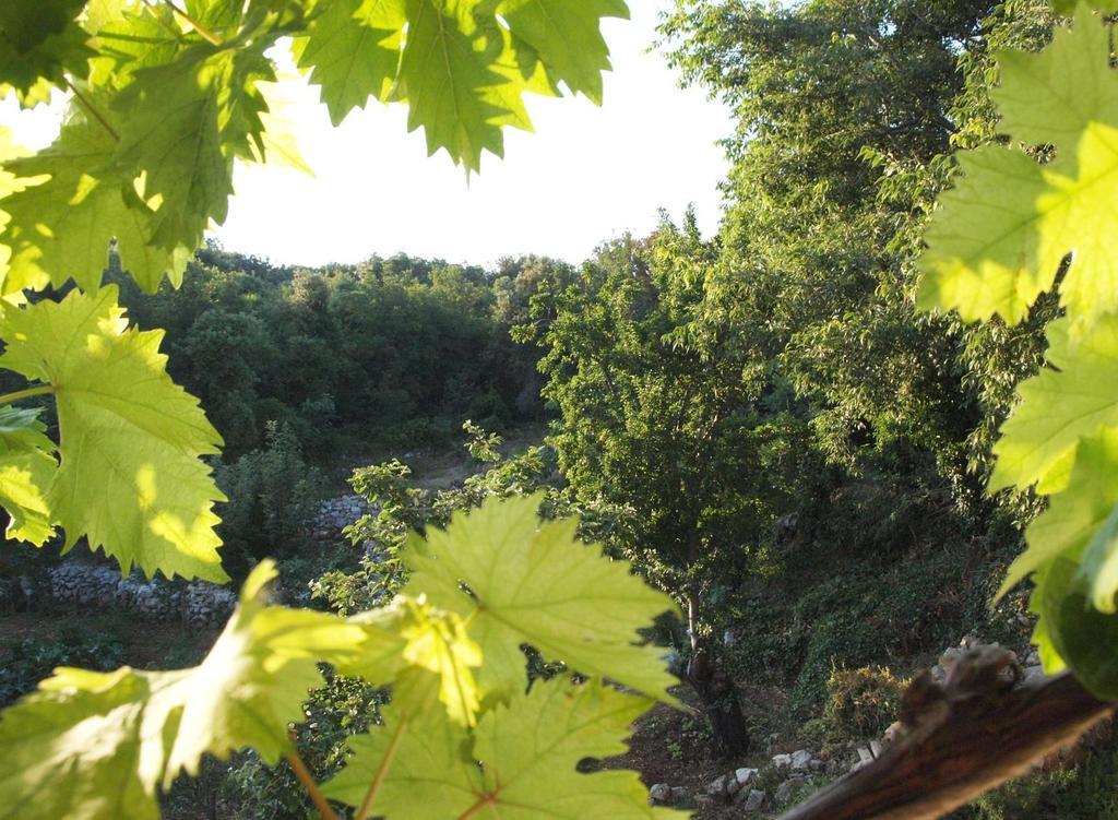 Loznati *